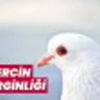 Ahmet Bozkuş - GÜVERCİN TEDİRGİNLİĞİ | Canlı Yayın