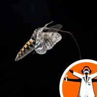 Hawkmoths Shadowy Existence Uncovered