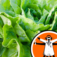 Is space lettuce good for you?