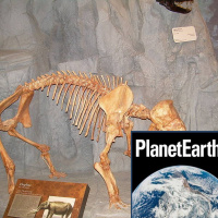 Air pollution, dwarf elephants and water footprints.