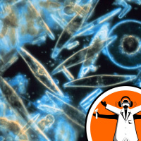 Plankton Change Genes to Combat Climate Change