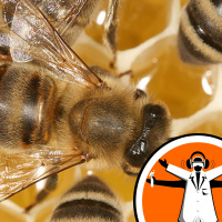 Climate change is bad news for bees