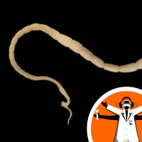 Can de-worming really improve school attendance?