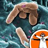 Pseudomonas aeruginosa - Martin Welch