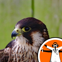 Falcon-inspired drone technology