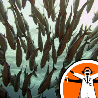 Fish: a small world after all