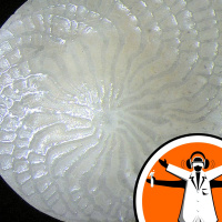 A weather forecast, for the dinosaurs