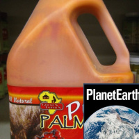 Palm oil plantations, charcoal, and a flea circus