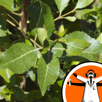 UK government bans Qat