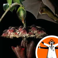 How Plants Attract Bats