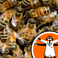 Bee microbiome smells tell nestmates apart