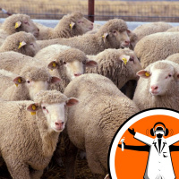 Learning about Sheep Learning