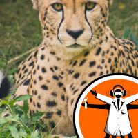 Dissecting a Cheetah