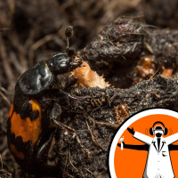 Good beetle parents die younger