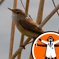 Magnetic Fields Guide Migratory Birds