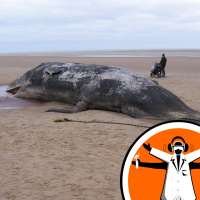 What beached the sperm whales?