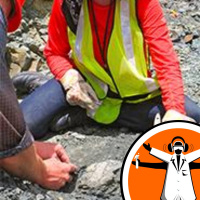 Extinct animal colours revealed