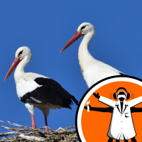 Storks: a cultural history