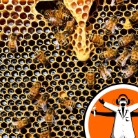 Neonicotinoids in majority of worlds honey