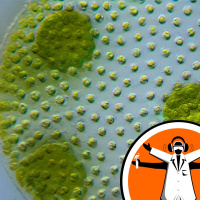 Cells Turn Inside-Out