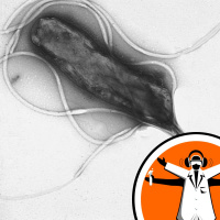 Gut bacteria seek out injuries