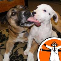 Do you own a jealous dog?