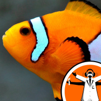 What do fish and aircraft have in common?