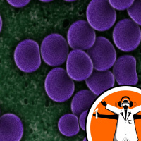 How bacteria physically resist antibiotics