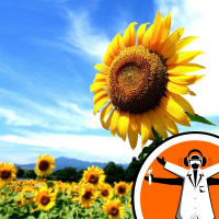 Sunflowers dance to their own beat