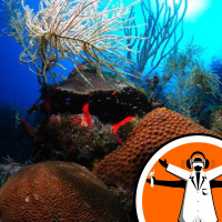 Old maps highlight new understanding of coral reef loss