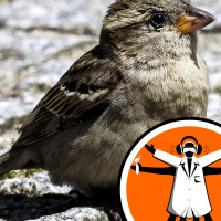 Feeding birds could be causing harm