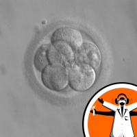 Gene editing human embryos