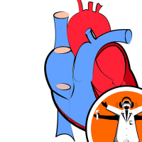 Good cholesterol protects heart cells against damage