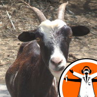 Goats prefer happy people