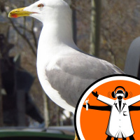 Seagulls prefer food touched by humans