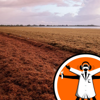 The worlds biggest patch of seaweed