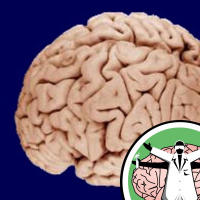 The Naked Scientists strip down the brain in Spain