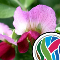 The plants with three parents