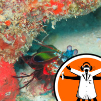 Camera based on shrimp eye sees cancer cells