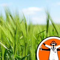 Grasses are genetic thieves