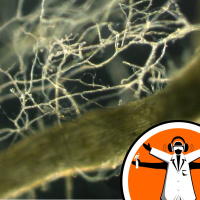 Plants communicate to trade with fungi
