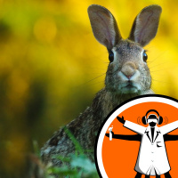 Genetics behind why rabbits hop