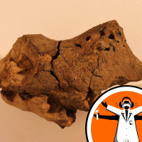 First ever fossilised dinosaur brain found