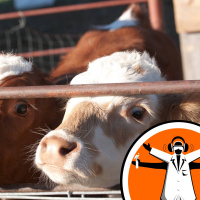 Dusty farms protect children from allergies