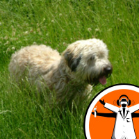 Genes linked to friendly dogs