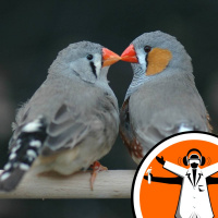 Lovey-dovey finches