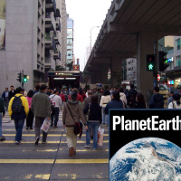 The risks of following the herd and banded mongooses