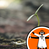 Plants affected by noise pollution