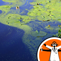 Algal protein may boost crop growth