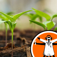 Grow your own veg: a novices guide